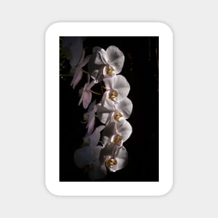 White Orchids Magnet