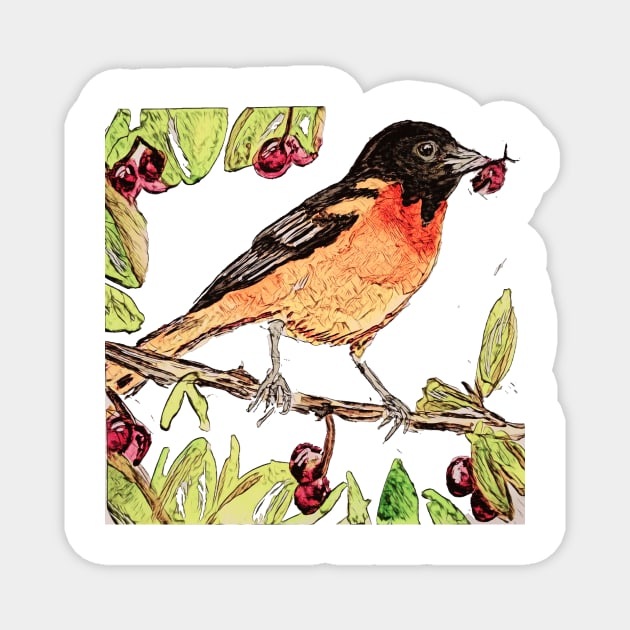 Baltimore Oriole, pretty bird eating cherries Magnet by Walters Mom