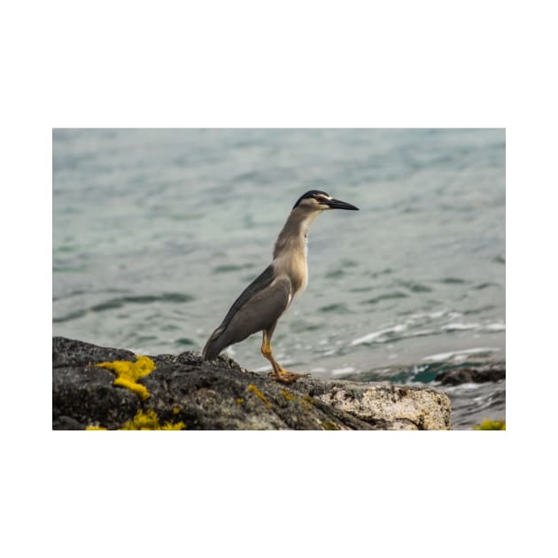 Black-crowned night heron of hawaii 8 by KensLensDesigns