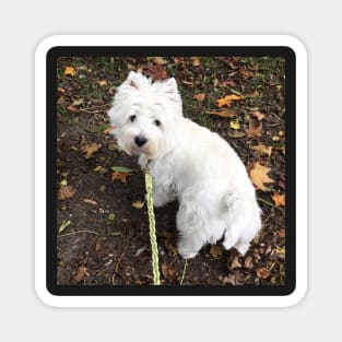 Westie Magnet