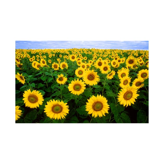 Field of Sunflowers by Bravuramedia