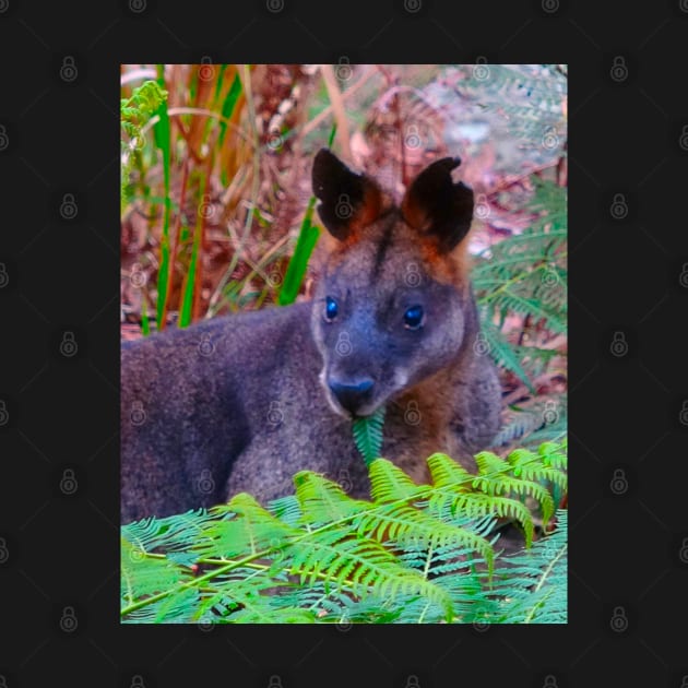 The Swamp Wallaby ! by Mickangelhere1