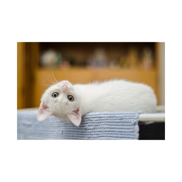 Lying White Cat by kawaii_shop