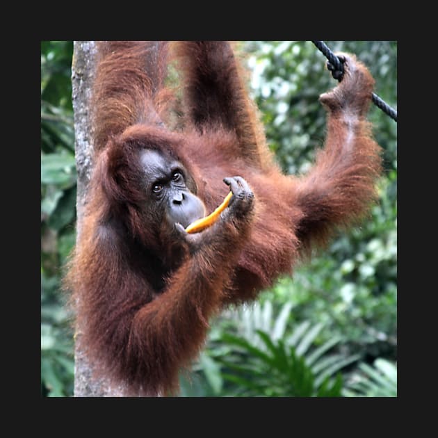 Just Hanging Around, Young Female Orangutan, Borneo by Carole-Anne