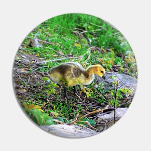 Canada Goose Gosling Walking Down a Small Hill Pin