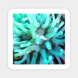 Green Sea Anemone and Squat Shrimp Magnet