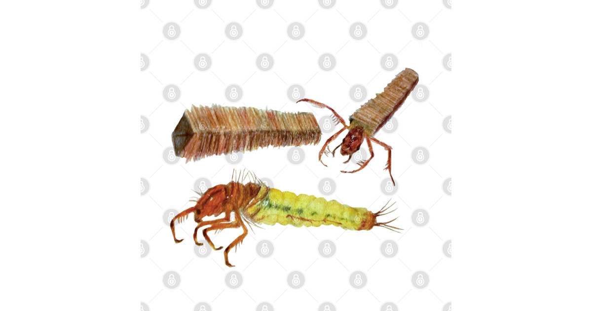Brachycentrus Caddisfly Caddisfly TShirt TeePublic