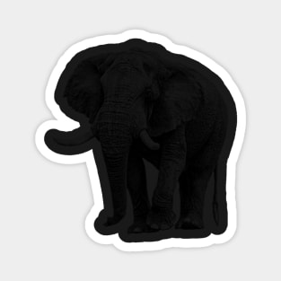 Big Tusker African Elephant on the Move Magnet