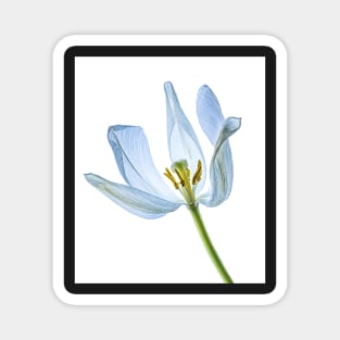 Aged White Tulip Backlit Magnet