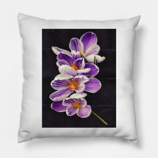 Stripey Crocuses Pillow