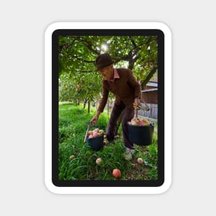 Senior farmer picking apples Magnet