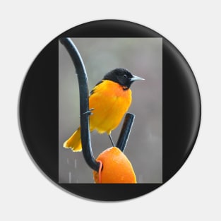 Male Oriole in light rain Pin