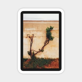 Grapevine Tree Growing Through Wall Magnet