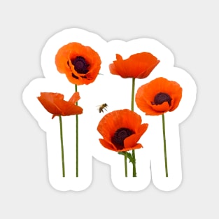 Orange Poppies Honey Bee Photo Art from Award Winning Magnet