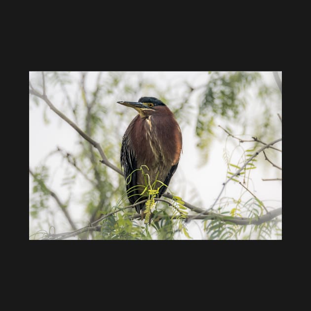 Green Heron Perched by Debra Martz