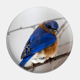 Eastern Blue Bird Pin