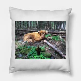 Scottish Highland Cattle Calf 1795 Pillow