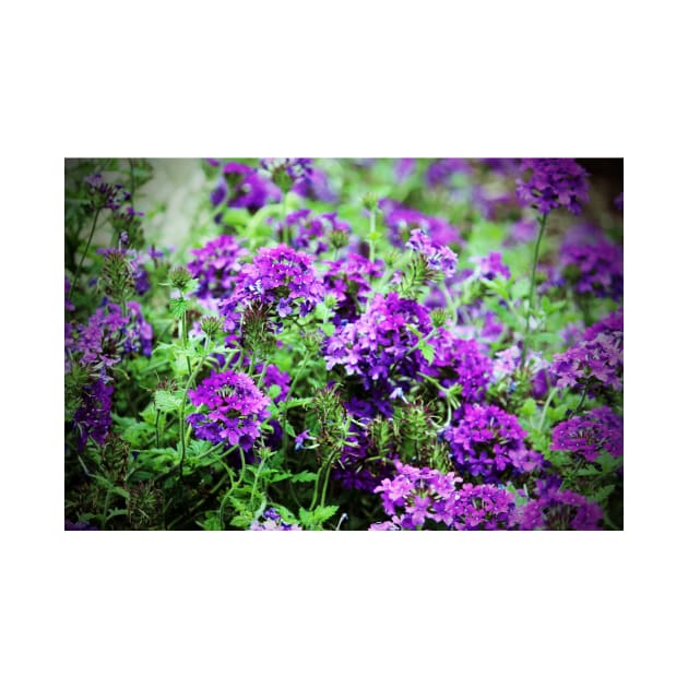 Purple Verbena by Cynthia48