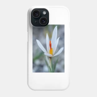 Crocus fleischeri Phone Case