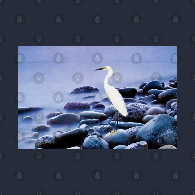 Snowy Egret on the Rocks by lauradyoung