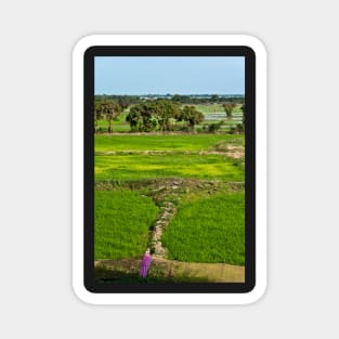 The Rice Terraces of Angkor, Cambodia Magnet