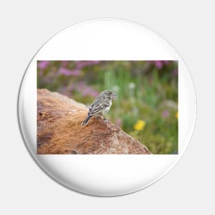 American pipit (Anthus rubescens) Pin