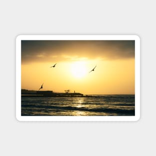 Sunset Birds Flying Silhouettes Magnet