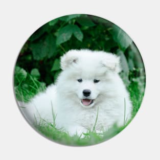 Samoyed puppies portrait Pin