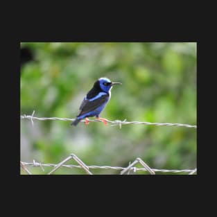 Red Legged Honeycreeper in Sunlight T-Shirt