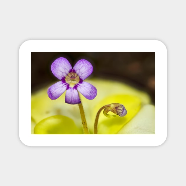 Butterwort Flower Magnet by richard49