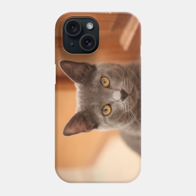 Russian Blue Kitten Phone Case by Kelly Louise Art