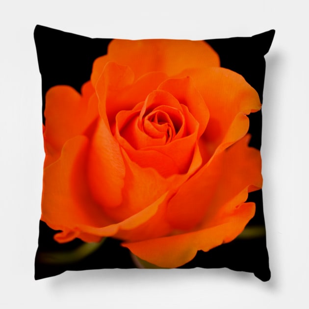 Single Orange Rose Pillow by JeanKellyPhoto