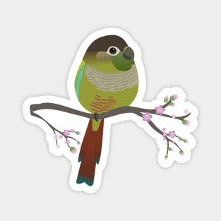 Cute egg shaped green cheek conure Magnet