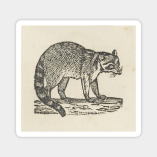 Raccoon Woodcut Magnet