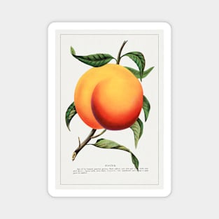 Foster Peach Lithograph (1900) Magnet