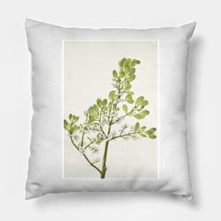 American mistletoe - Botanical Illustration Pillow