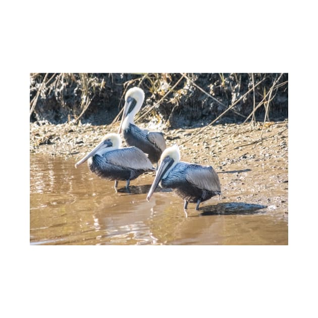 Brown pelican in Intracoastal Waterway by KensLensDesigns