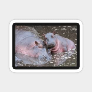 Baby Hippo with mother Magnet