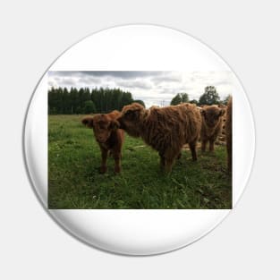 Scottish Highland Cattle Calves 1445 Pin