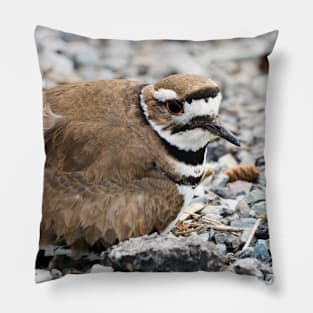 Killdeer Bird Guarding Her Nest Pillow