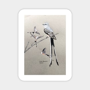 Scissor-tailed Flycatchers Magnet