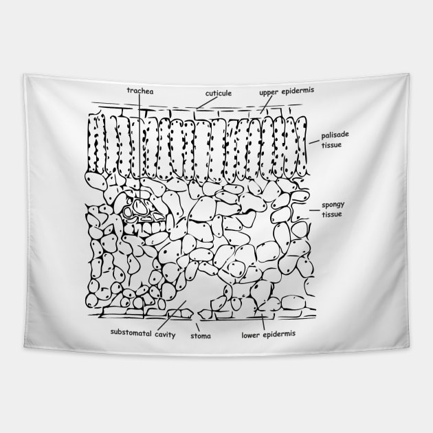 Histological cross-section of the leaf, labeled Tapestry by RosArt100