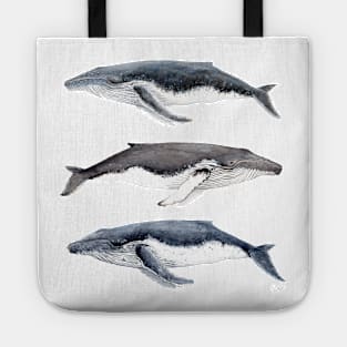 Humpback whales Tote