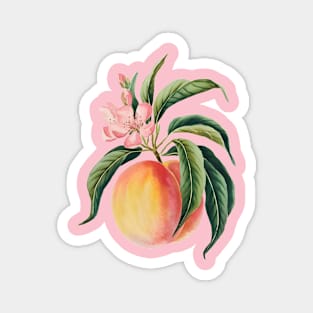 Encore  Peach on a Branch, Accompanied by Green Leaves and a Pink Peach Blossom Magnet