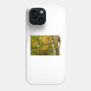 Golden and green hues of birch forest in a New England fall Phone Case