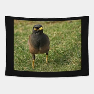 Common myna Tapestry