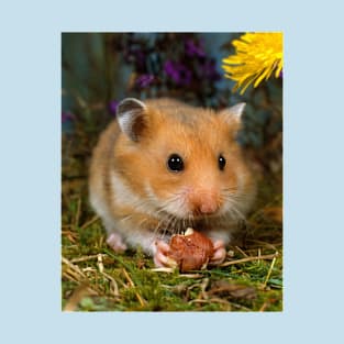 Cute Pet Golden Hamster Eating a Hazelnut T-Shirt