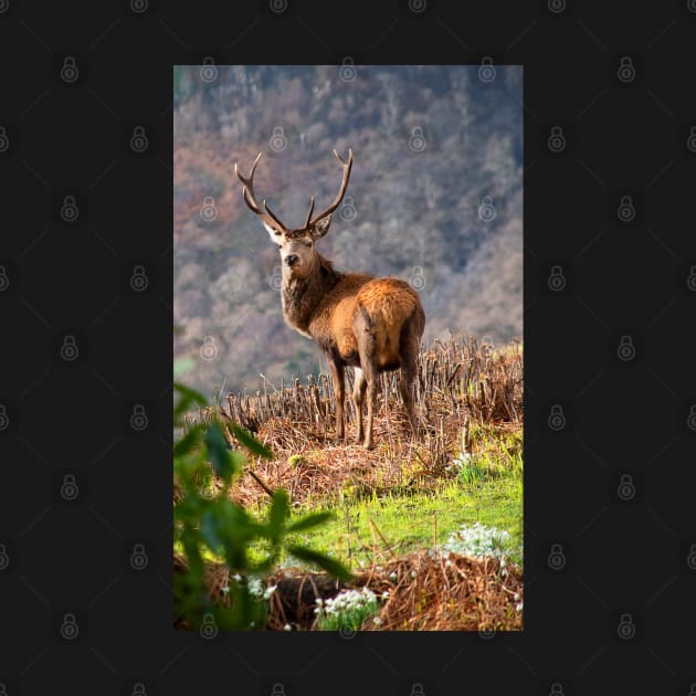 Red Deer Stag by Graz-Photos