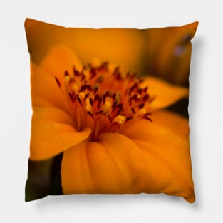 Orange Marigold Pillow