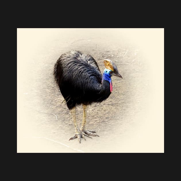 Southern cassowary by Guardi